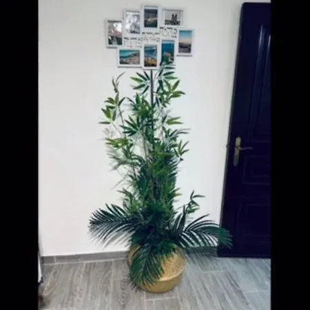 Дом отдыха Casinha Da Palmeira *